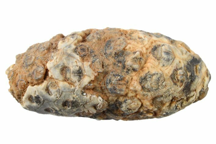 Fossil Cycadophyte Seed Cone - Boujdour, Morocco #267215